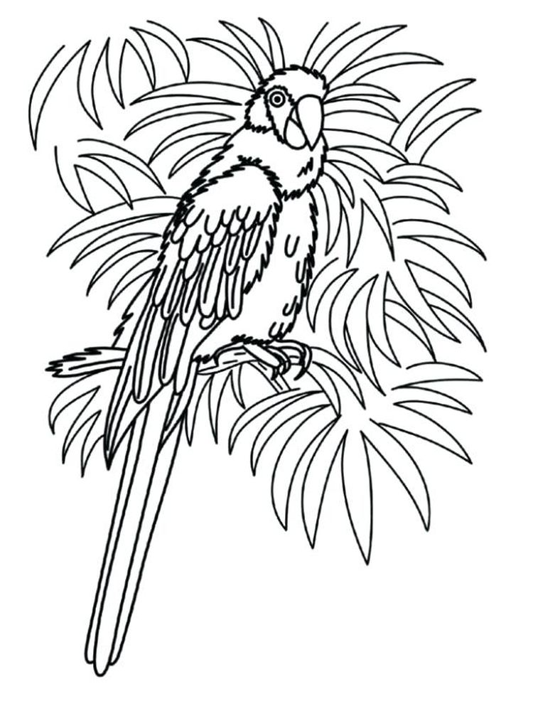 Printable Pittsburgh Pirate Parrot Coloring Pages