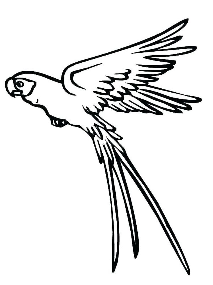 Printable Realistic Parrot Coloring Pages