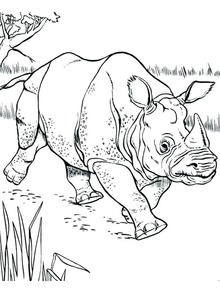 Printable Rhinoceros Beetle Coloring Page