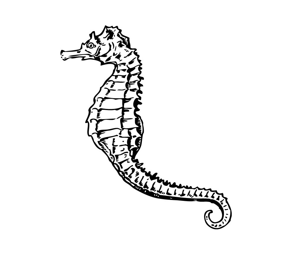 Printable Seahorse Coloring Pages Pict