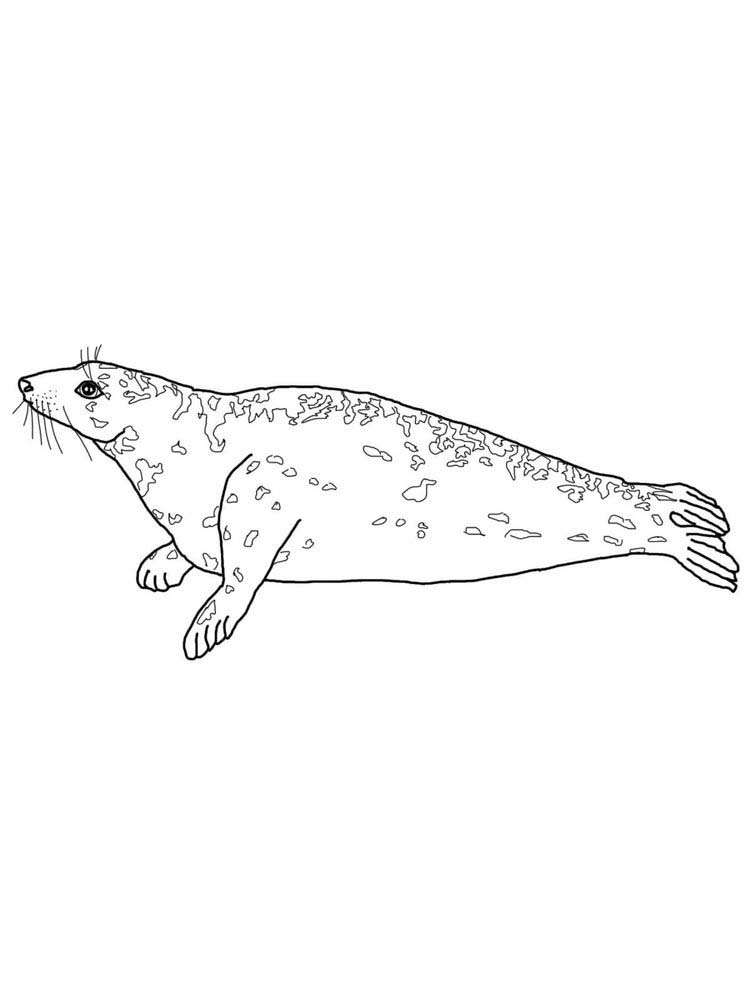 Printable Seal Coloring Pages For Preschoolers