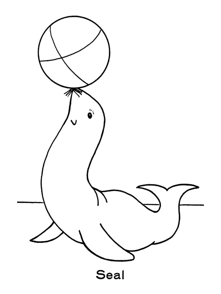 Printable Seal Colouring In Pages