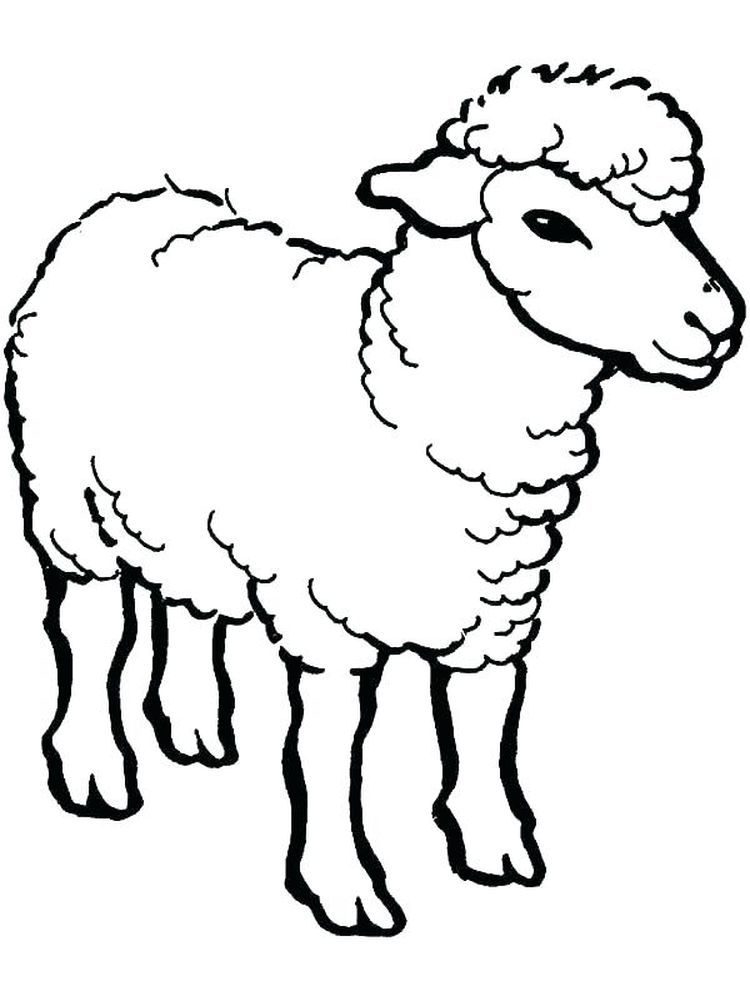 Printable Sheep Coloring Pages Free