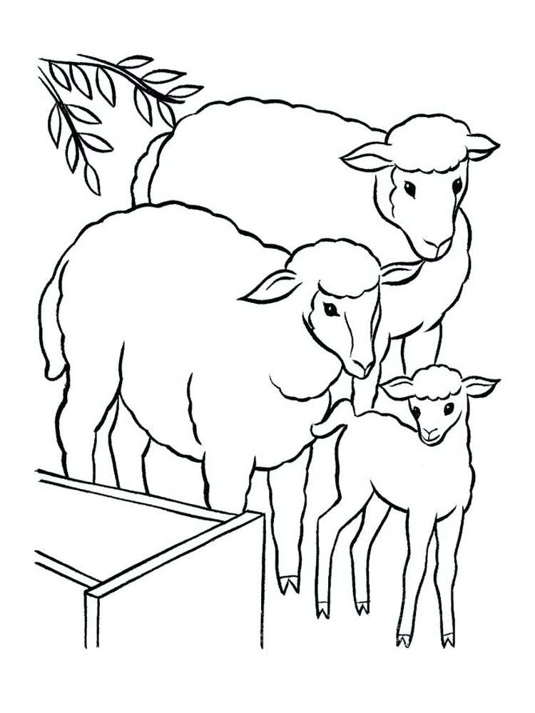 Printable Sheep Coloring Pages Preschool