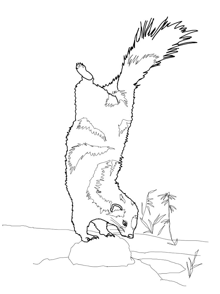 Printable Skunk Coloring Page Free