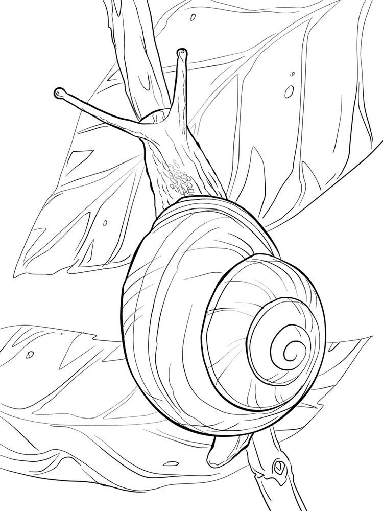 Printable Snail Coloring Page