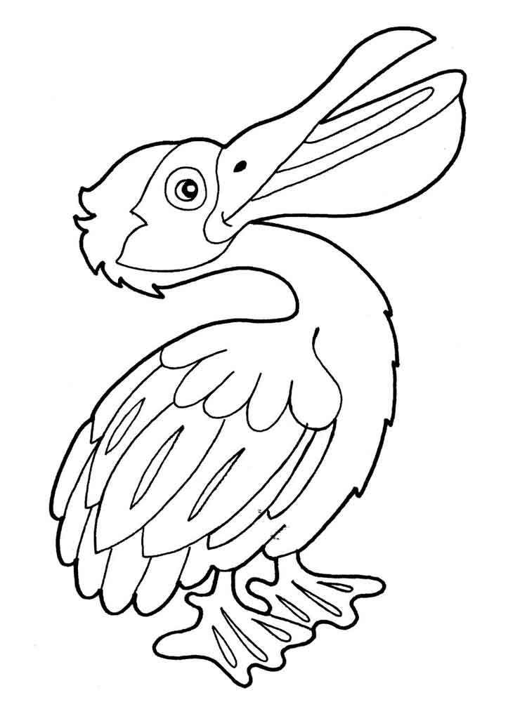 Printable pelican coloring pages draw