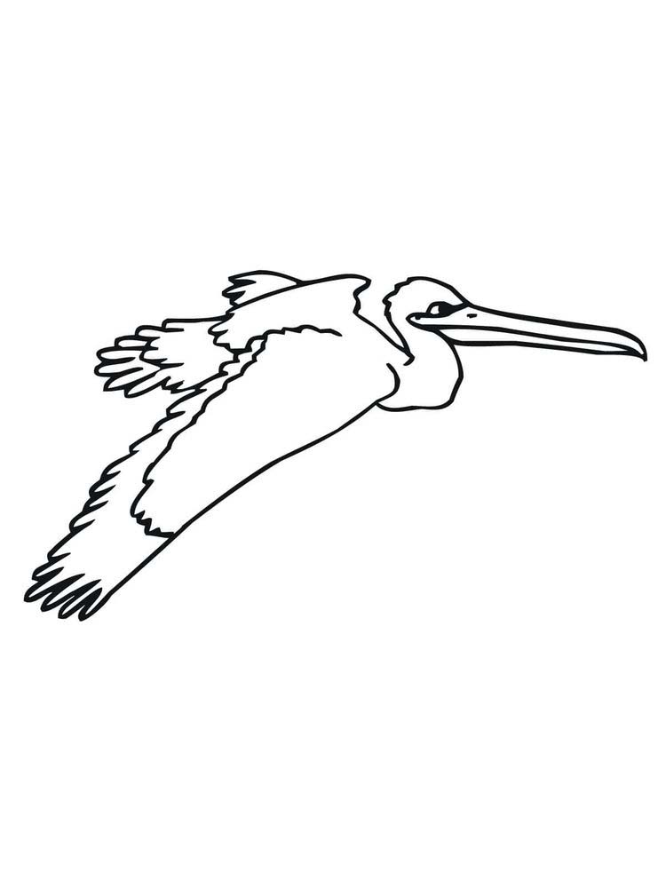 Printable pelican coloring pages free