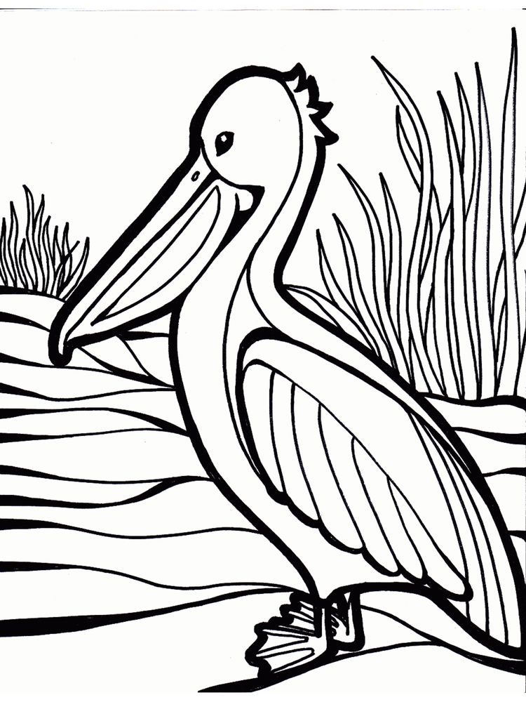 Printable pelican coloring pages great