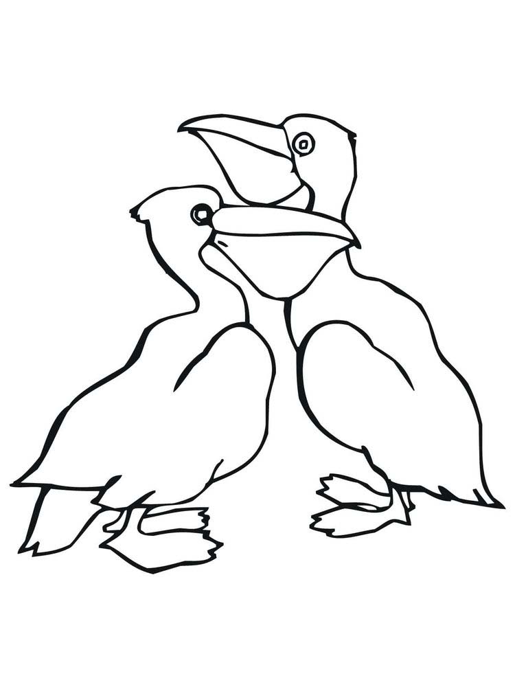 Printable pelican coloring pages image