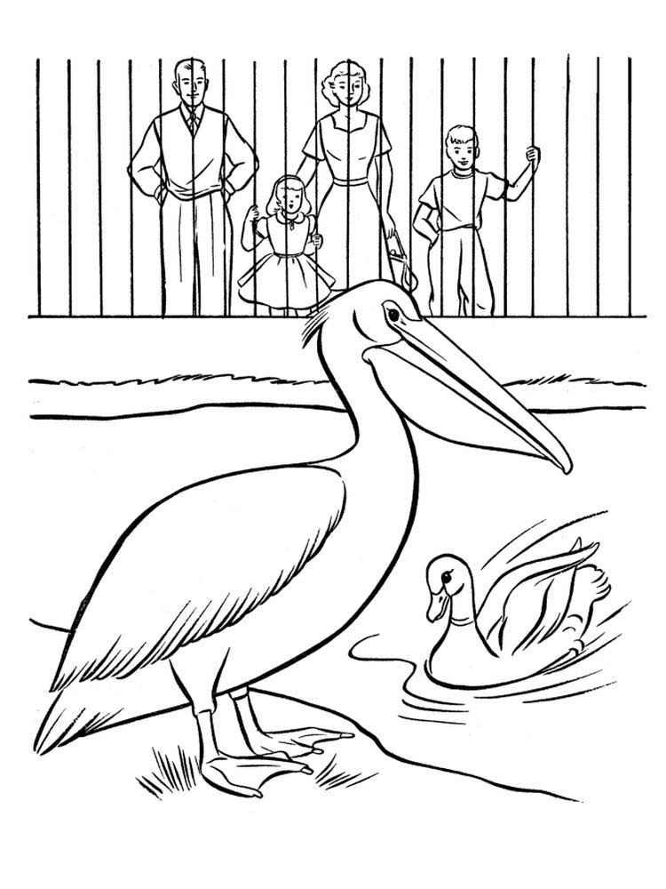 Printable pelican coloring pages new image