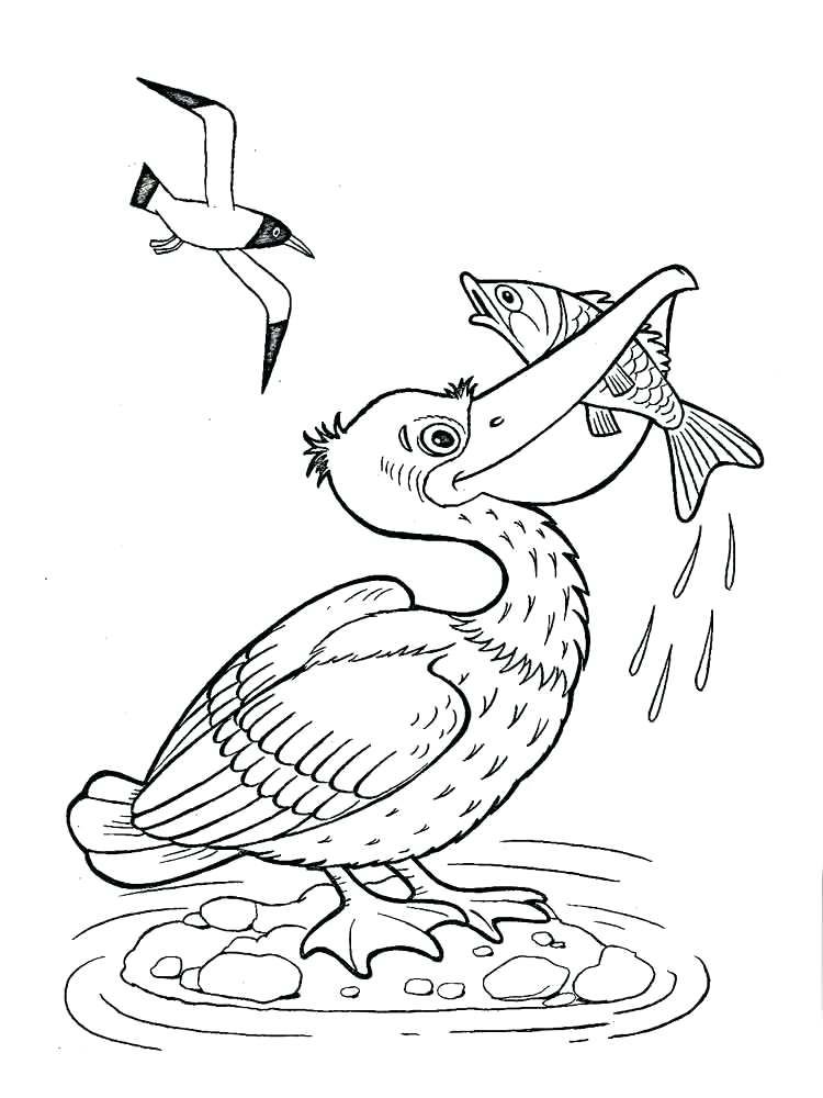 Printable pelican coloring pages new