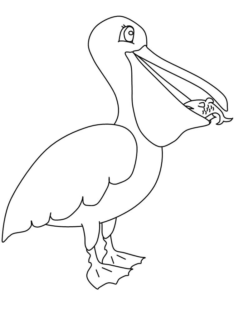 Printable pelican coloring pages pdf