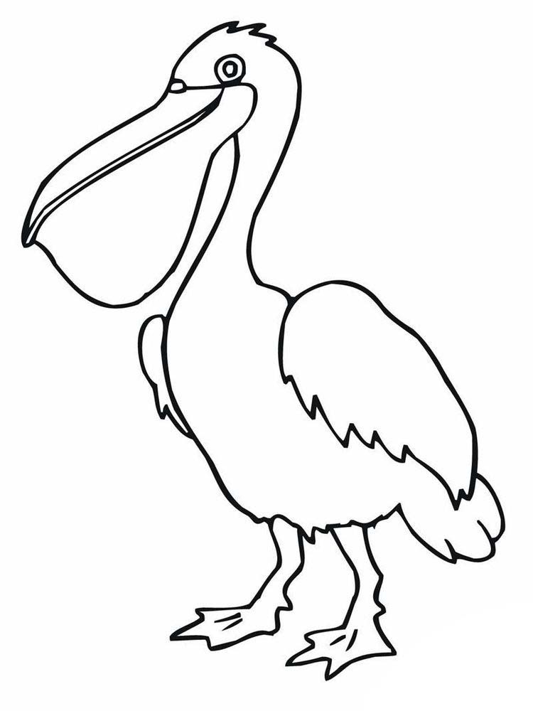 Printable pelican coloring pages picture