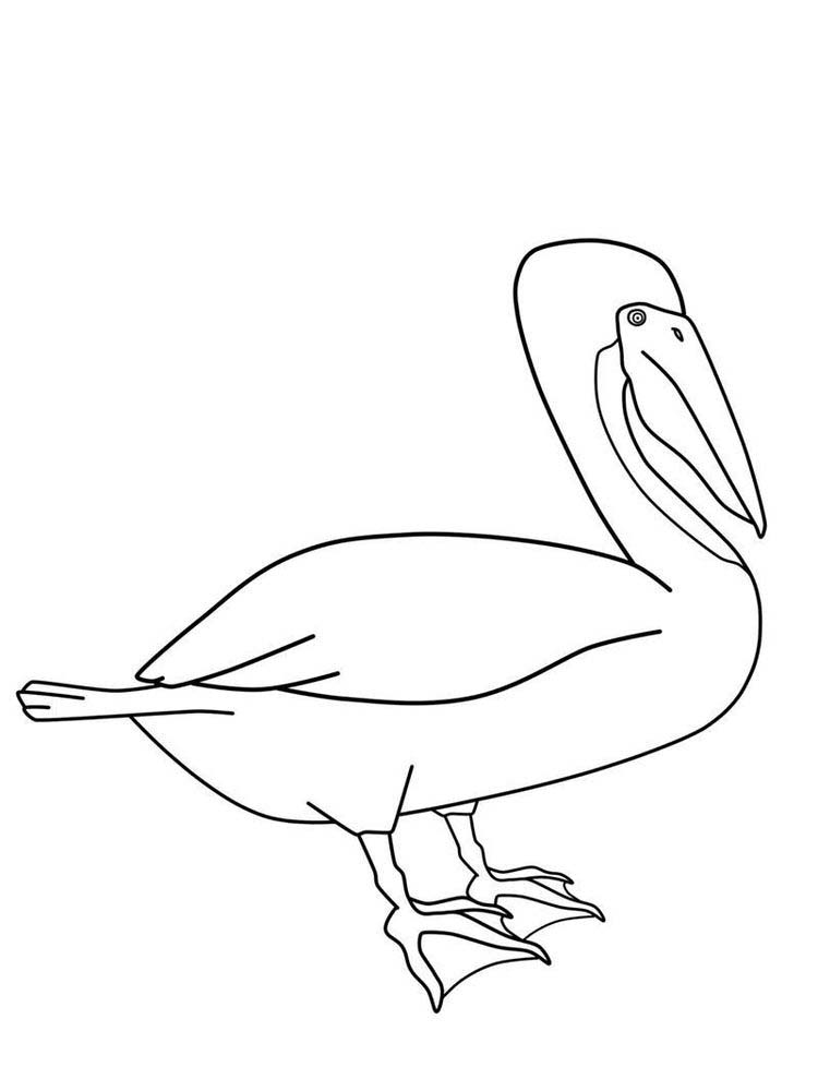 Printable pelican coloring pages to free