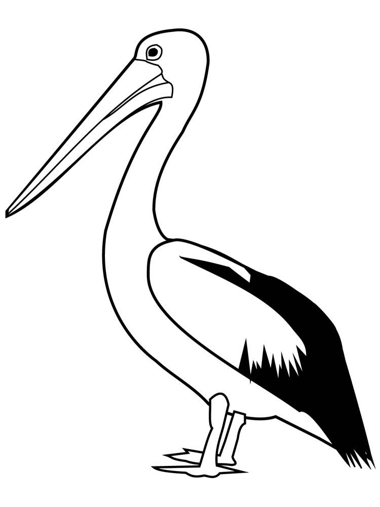 Printable pelican coloring pages to print