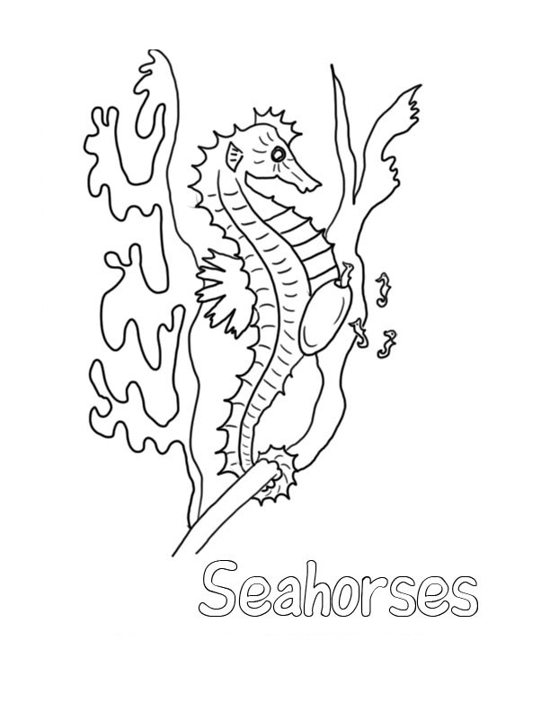 Seahorse Coloring Pages For Kids Pdf