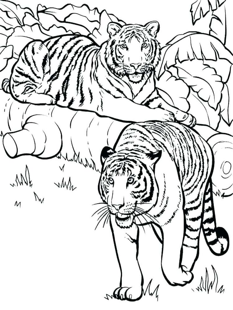 Tiger And Cub Coloring Pages