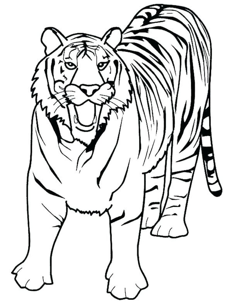 Tiger Coloring Pages Baby