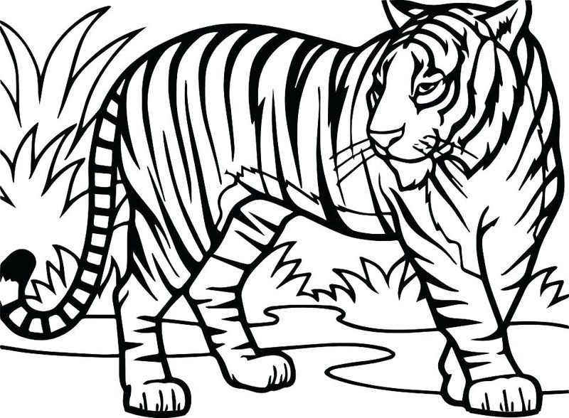 Tiger Coloring Pages India