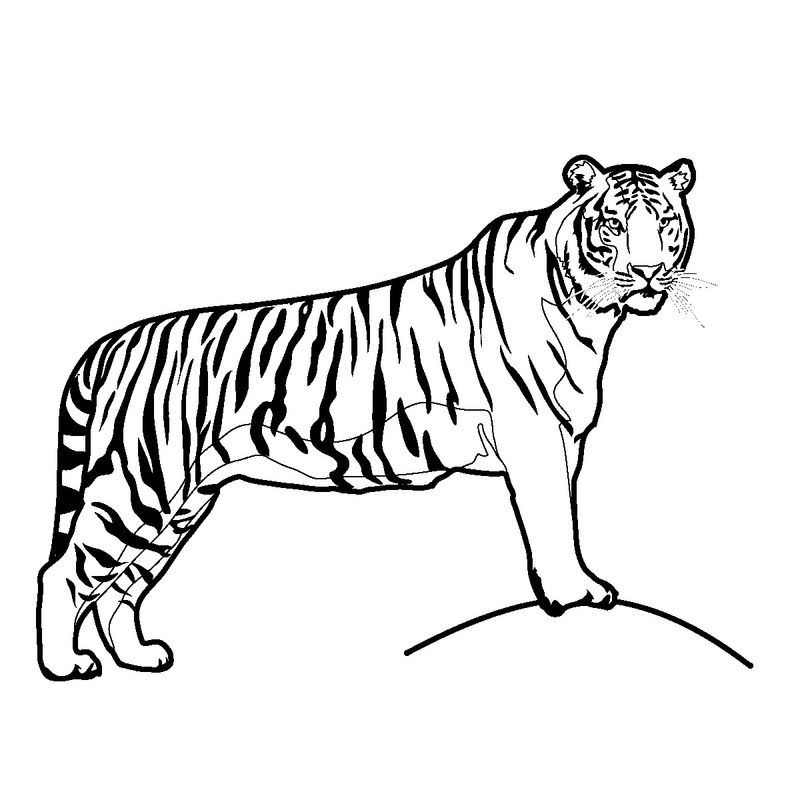 Tiger Coloring Pages Momjunction