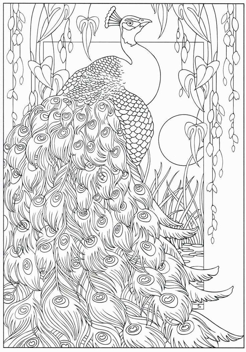 baby peacock coloring pages