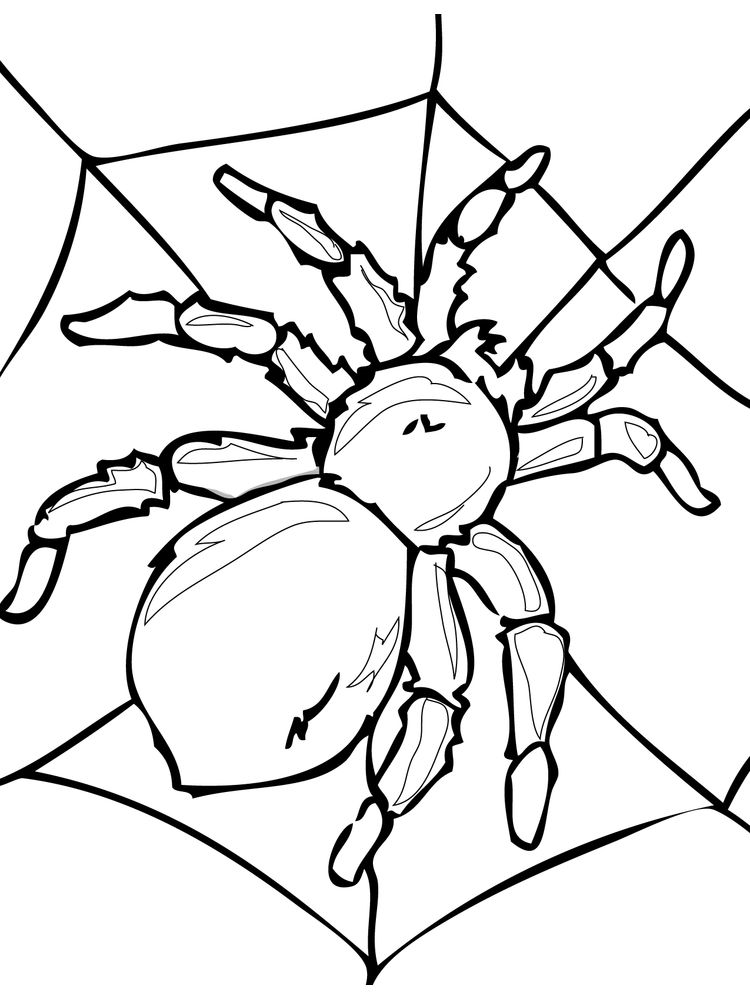 blank insects coloring page