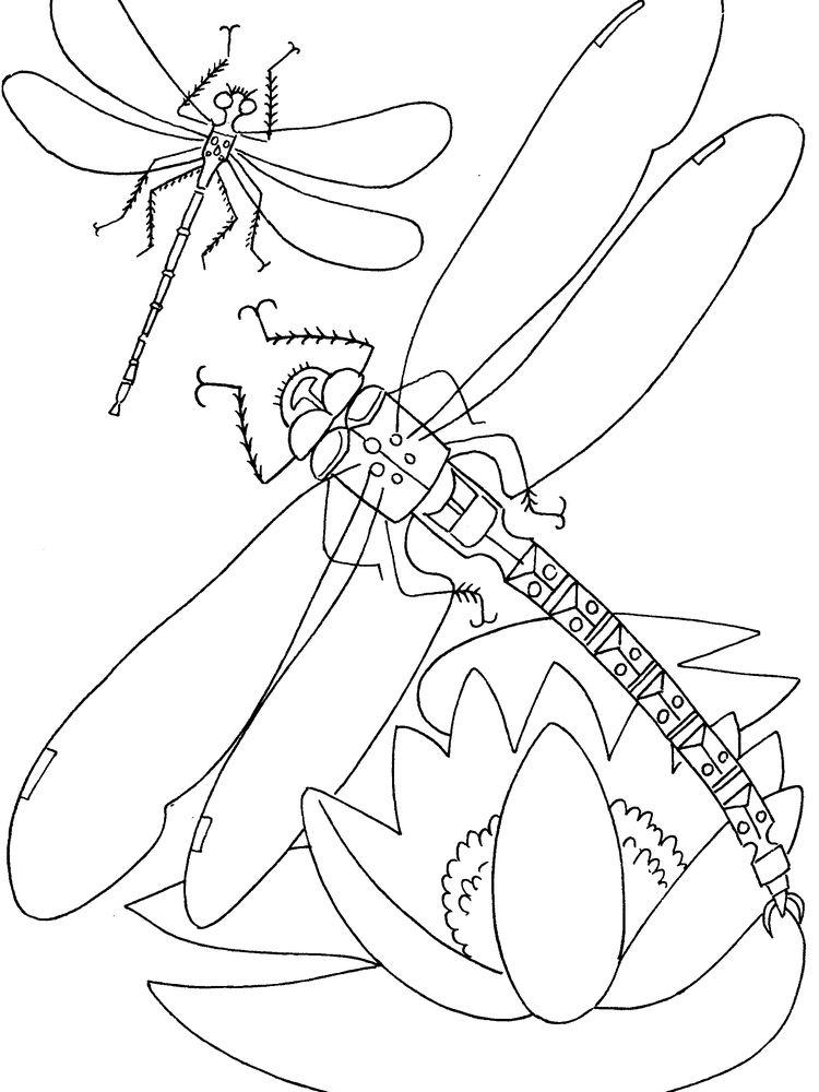 coloring page for insects