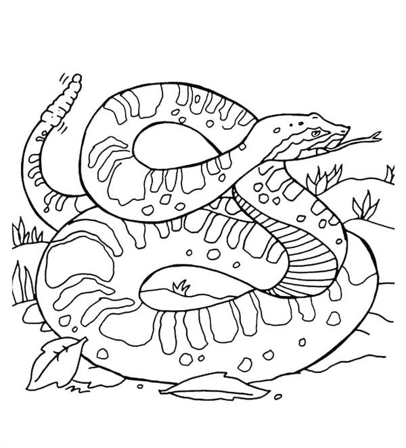 coloring pages snake and skul