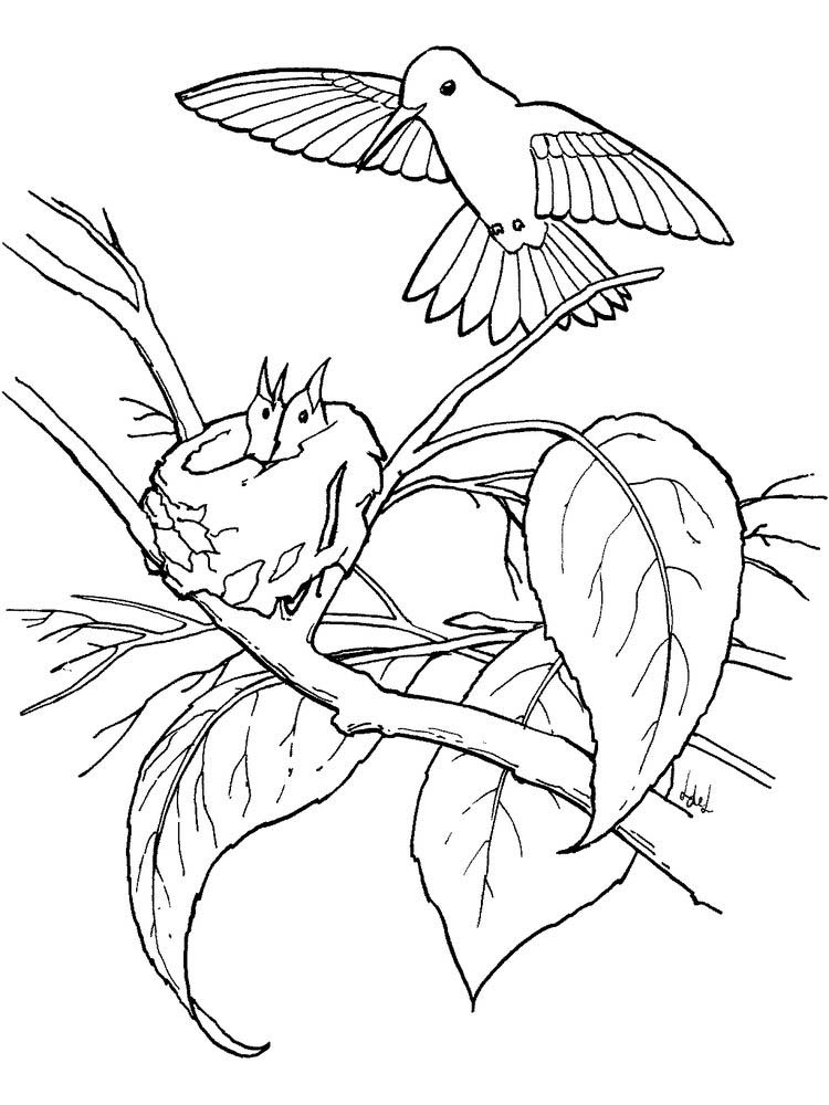 cute hummingbird coloring pages