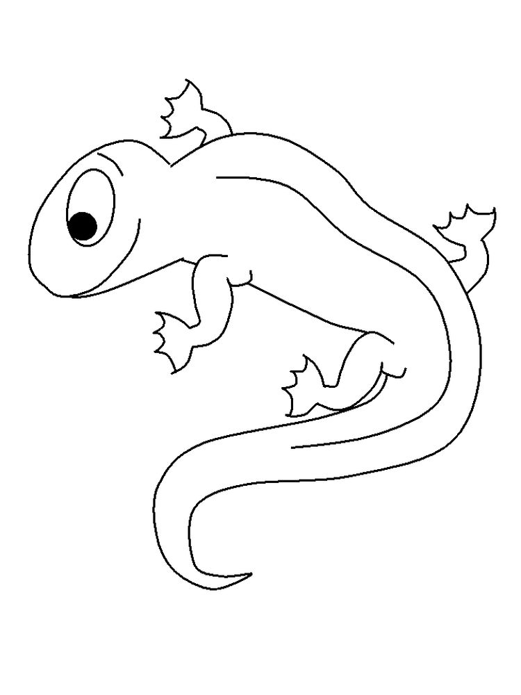 download salamander coloring pages free