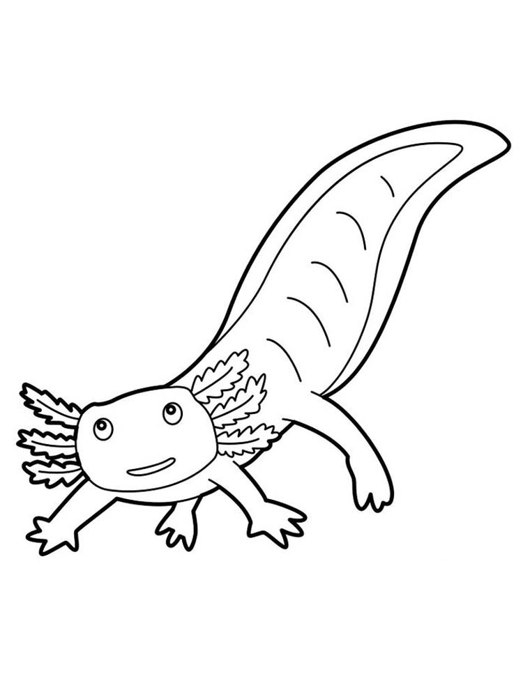 download salamander coloring pages print