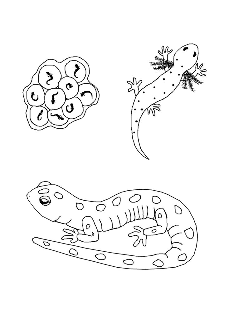 download salamander coloring pages printable