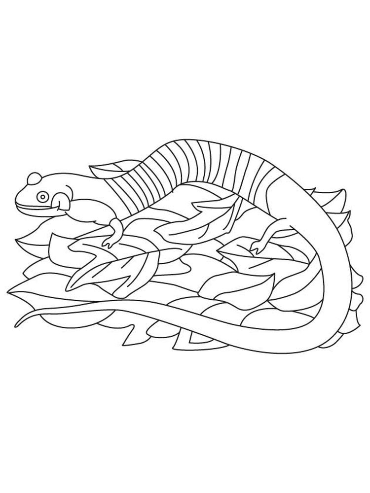 download salamander coloring pages