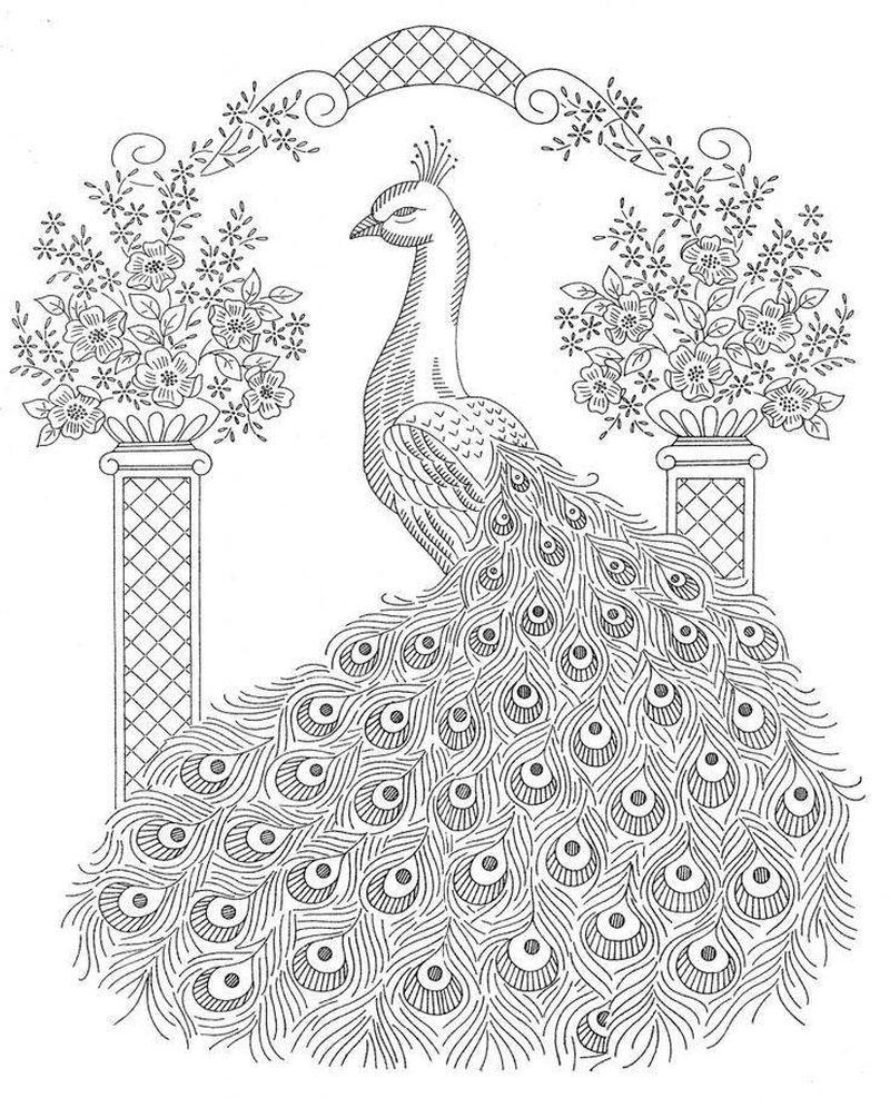 fAdvanced Peacock Coloring Pages