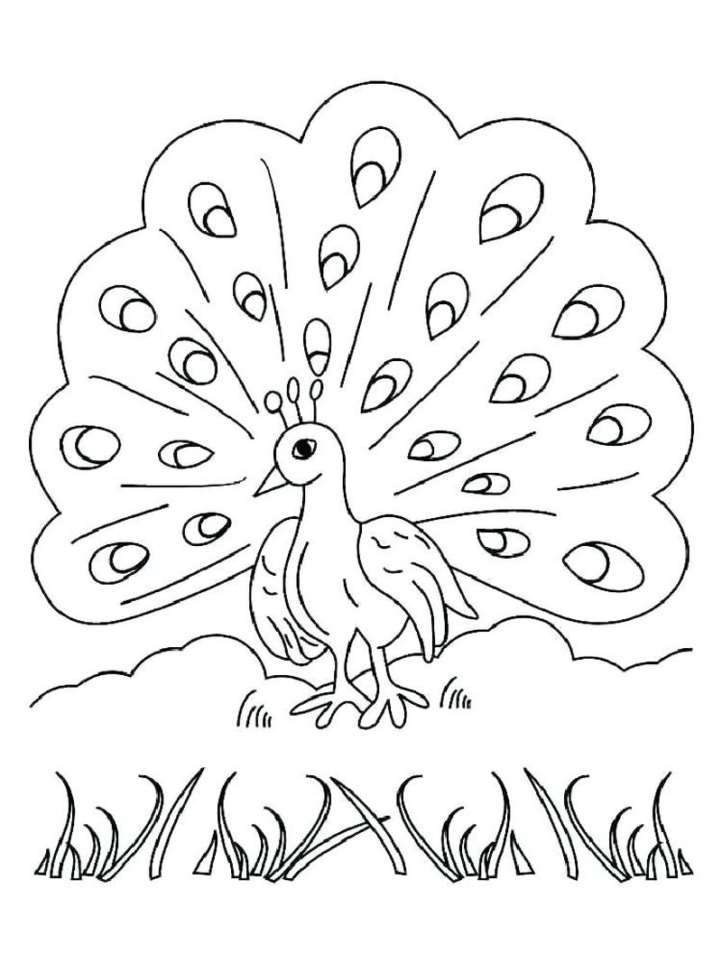 free Baby Peacock Coloring Pages