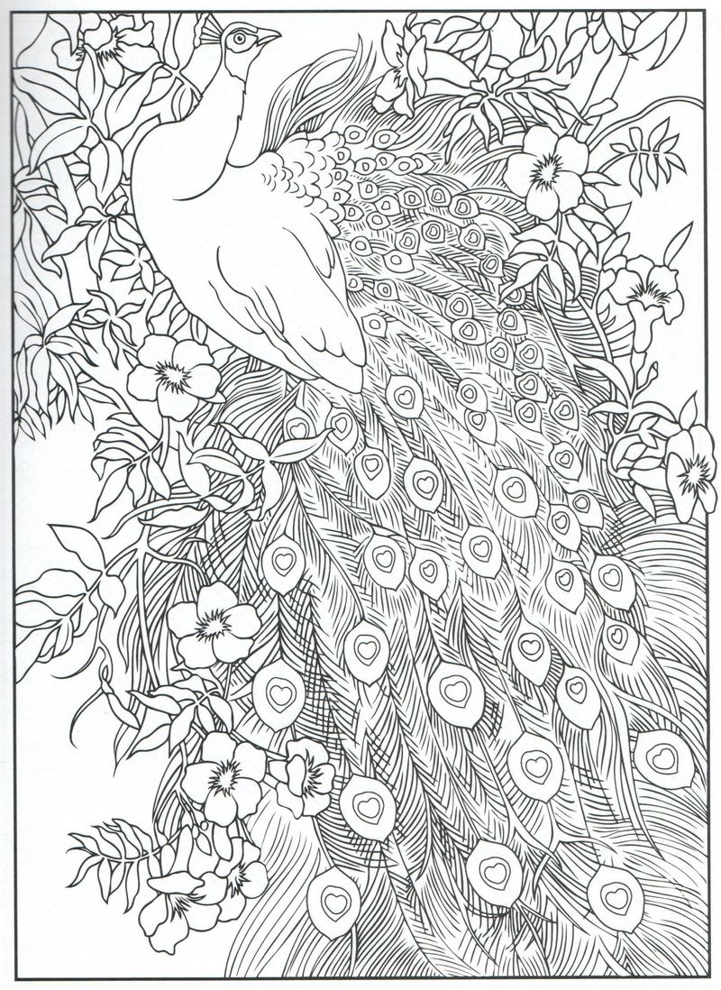 free Coloring Pages Peacock Printable