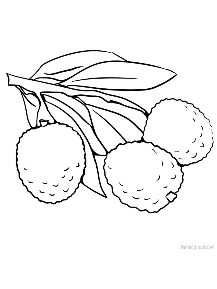 free lychee picture for coloring print