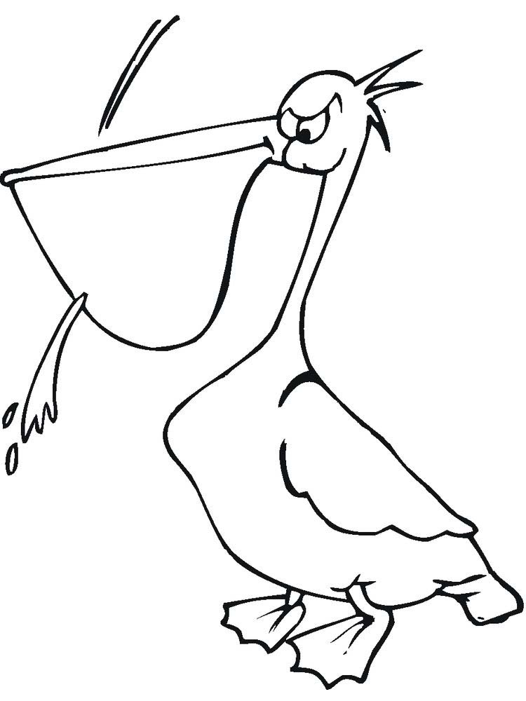 free pelican coloring pages printable