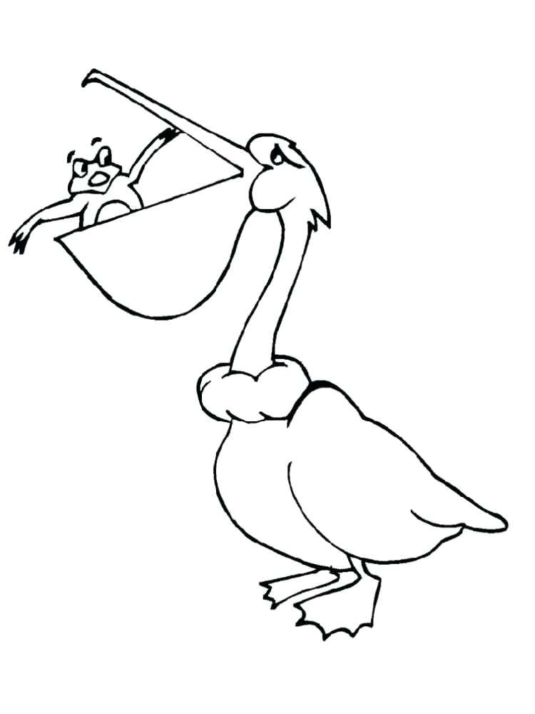 free pelican coloring pages to pritable