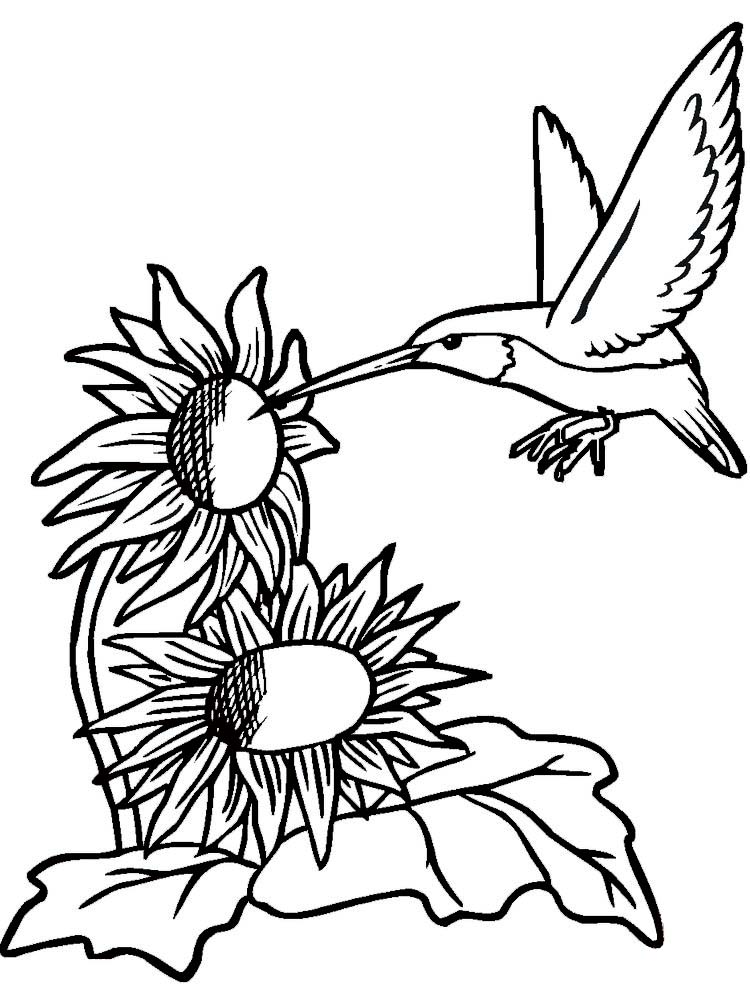 free printable hummingbird coloring pages for adults