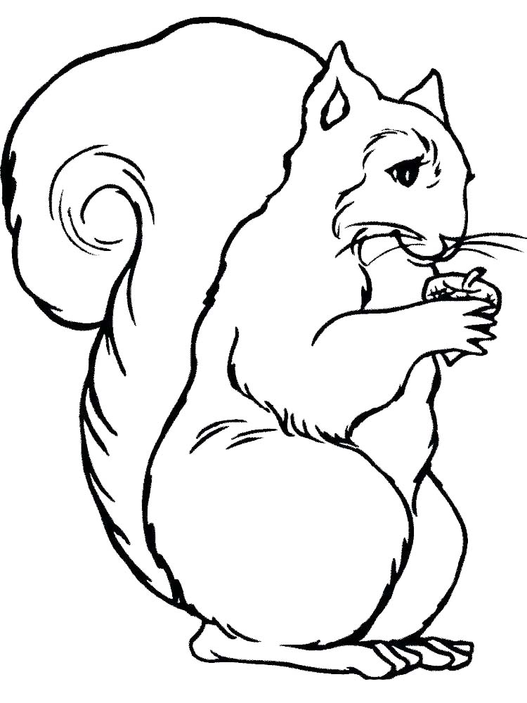 free skunk coloring pages free printable