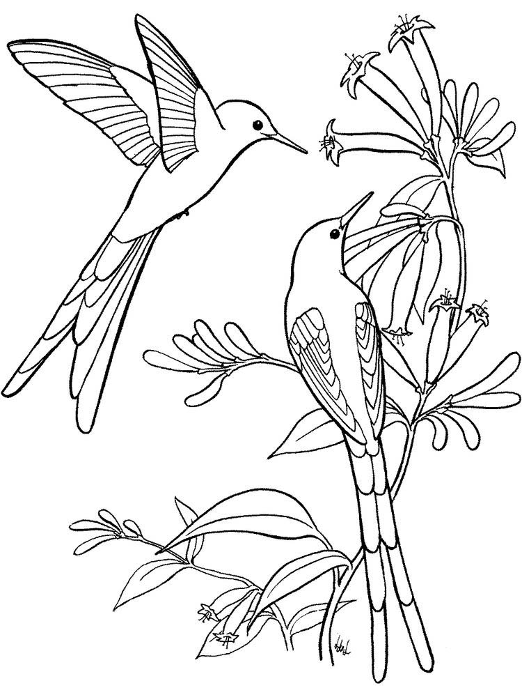 hummingbird and flower coloring pages