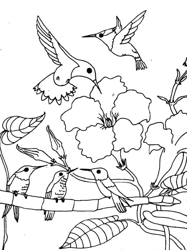 hummingbird coloring pages finished print