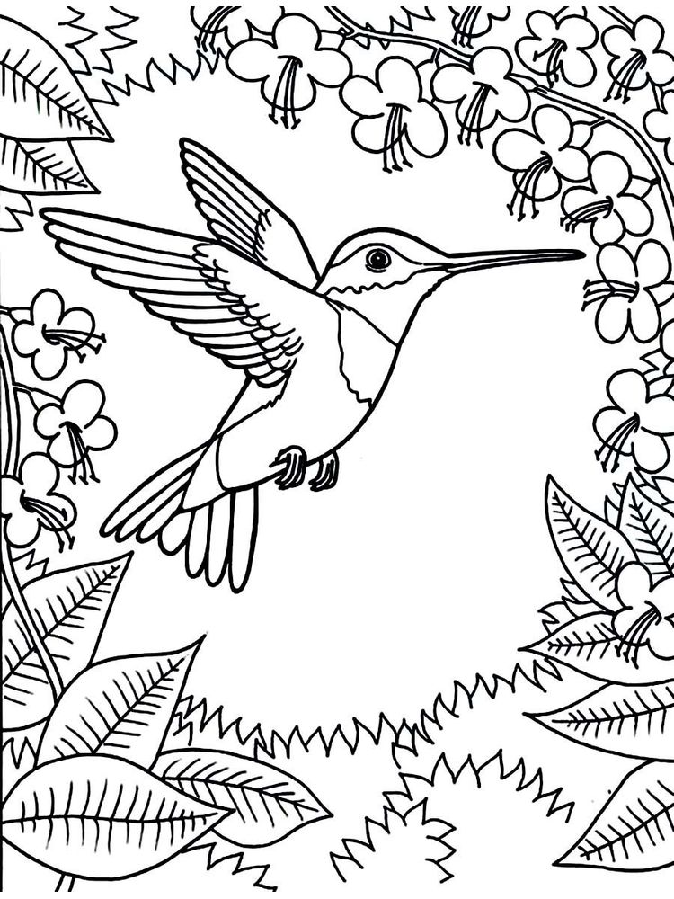 images of hummingbird coloring pages