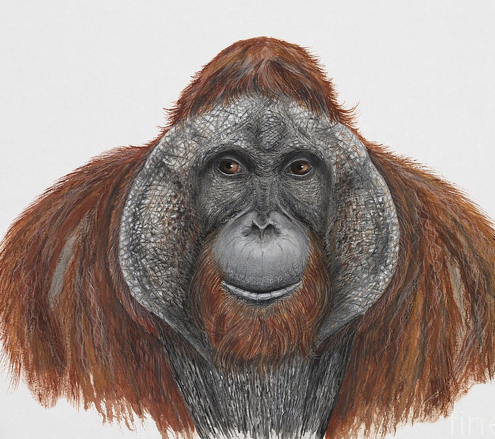 Interesting and Intelligent Animal, Orangutan Coloring Pages Printable