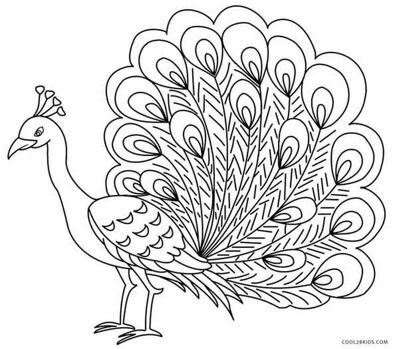 peacock bird coloring pages