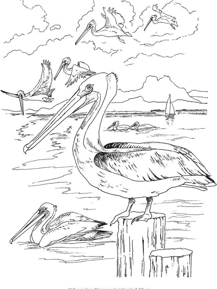 pelican coloring pages best print