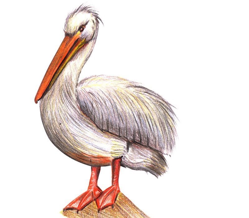 Distinctive Beaks and Impressive Fishing Skills, Pelican Coloring Pages