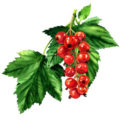 Redcurrants Coloring Pages Printable